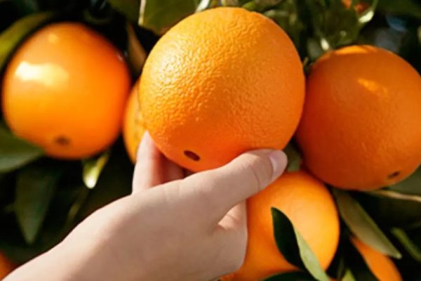 پرتقال تامسون بزرگ آبدار بهترین کیفیت